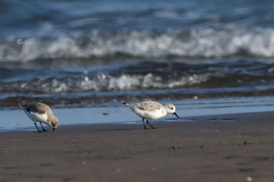 Sanderling